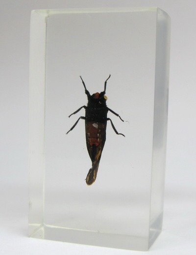 Насекомые №78 Красноносая цикада (Huechys sanguinea)