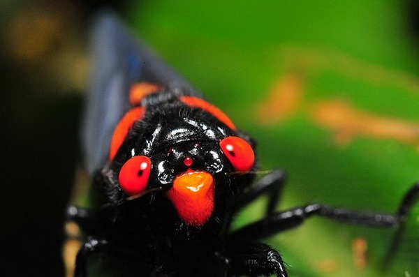Насекомые №78 Красноносая цикада (Huechys sanguinea)