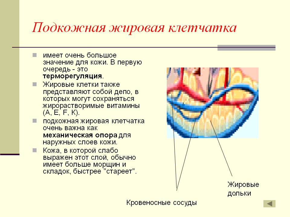 Подкожно-жировая клетчатка