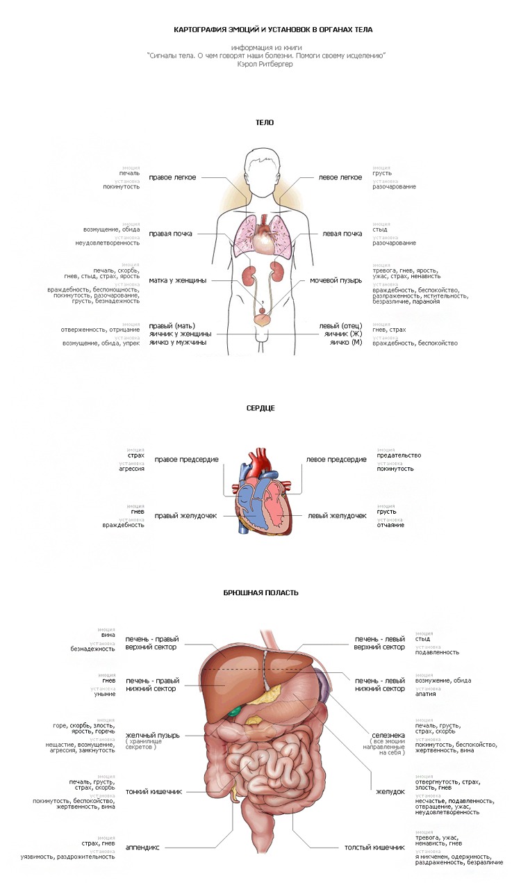 Картография эмоций тест по внутренним органам  1562336