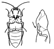 Насекомые и их знакомые 2010 График Выхода и обсуждение