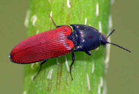 Насекомые и их знакомые 2010 График Выхода и обсуждение