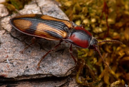 Насекомые и их знакомые 2010 График Выхода и обсуждение