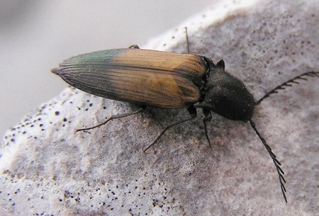 Насекомые и их знакомые 2010 График Выхода и обсуждение