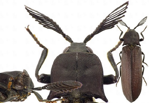 Насекомые и их знакомые 2010 График Выхода и обсуждение