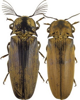 Насекомые и их знакомые 2010 График Выхода и обсуждение