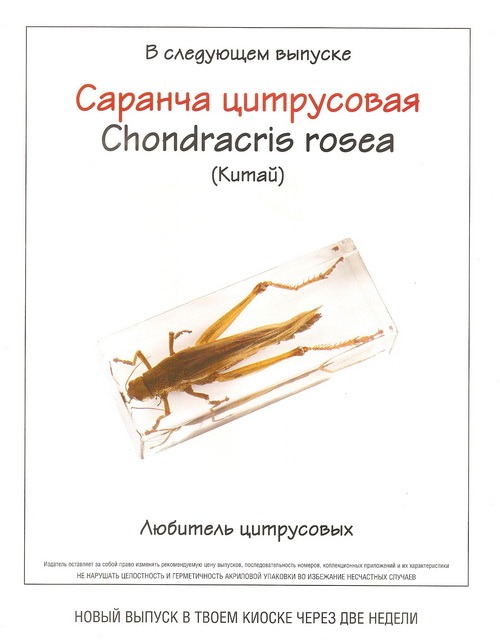 Насекомые №80 Цикада (Gaeana maculata)