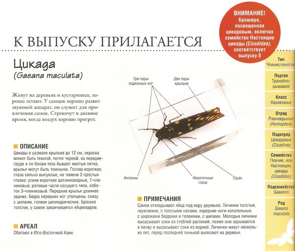 Насекомые №80 Цикада (Gaeana maculata)