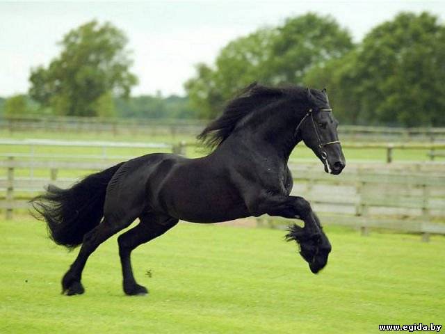 Фризская лошадь 1639592