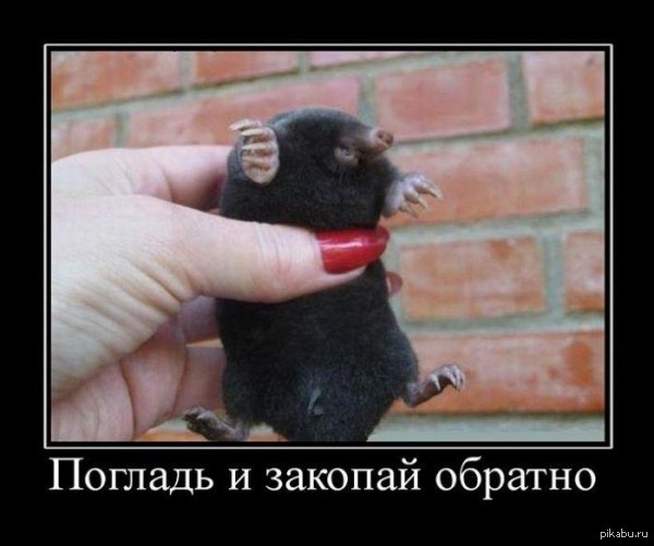 Размещенное изображение