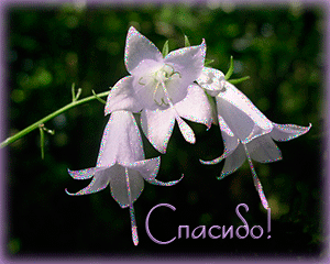 http://4put.ru/pictures/max/604/1855880.gif