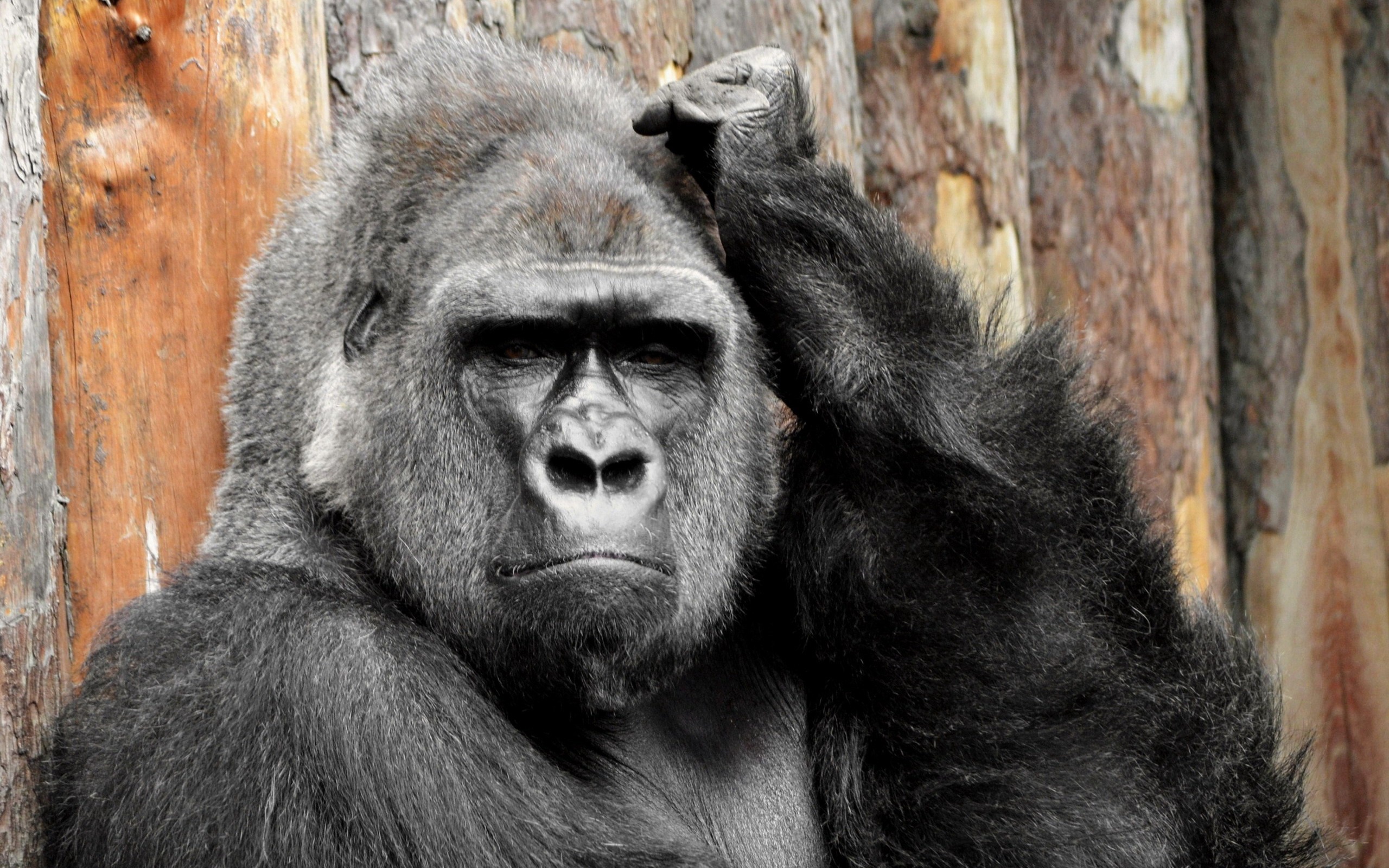 gorilla-my-love-essay-questions-gradesaver