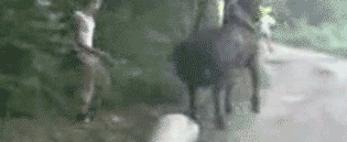 1995522.gif