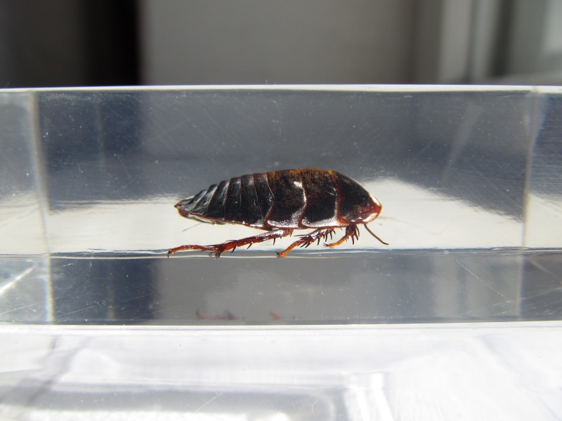 Насекомые №22 Таракан-Черепашка (Polyphaga sp.) фото, обсуждение