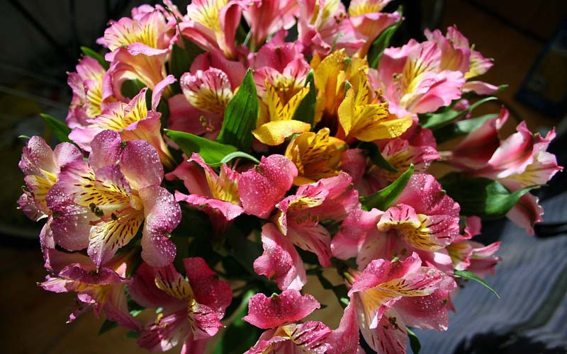http://4put.ru/pictures/max/699/2149836.jpg