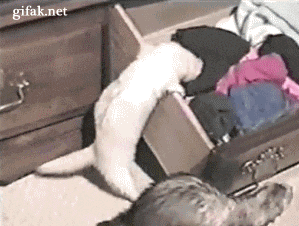 2392169.gif