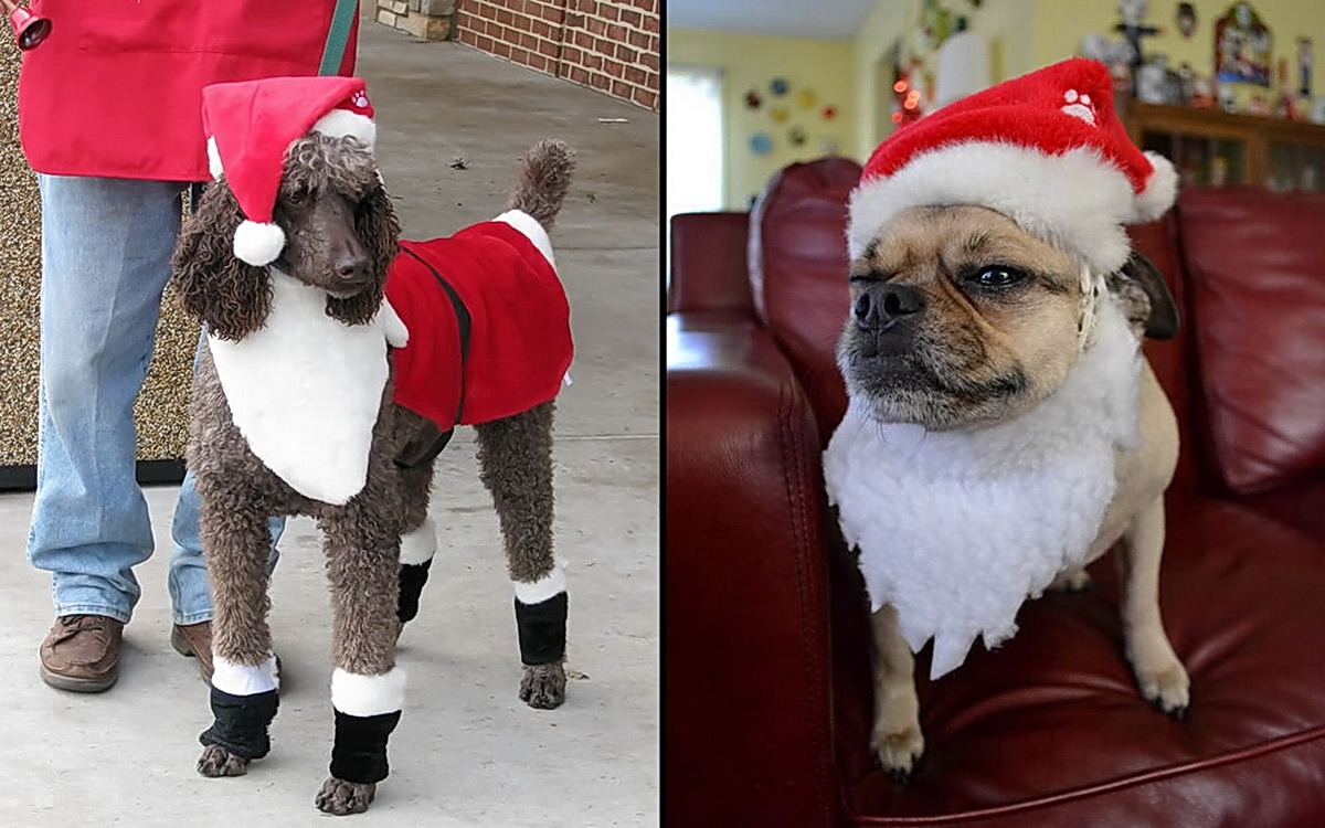 Милые костюмчики для собак на Новогодние праздники