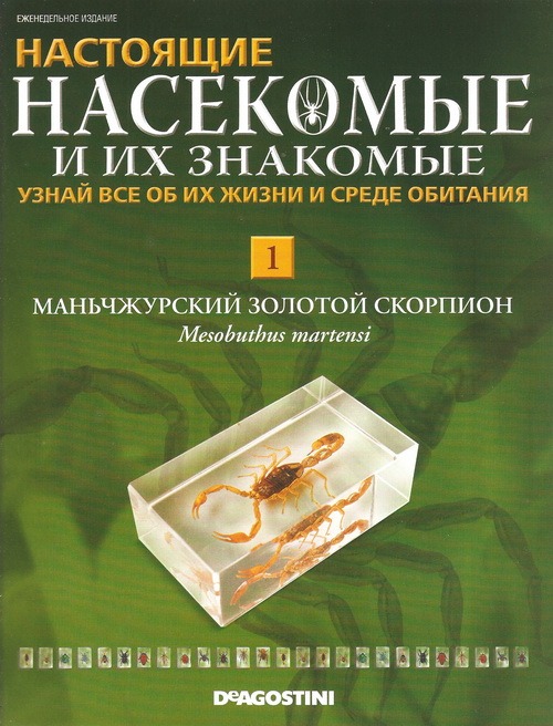 Насекомые №1 - Маньчжурский золотой скорпион (Mesobuthus martensi)