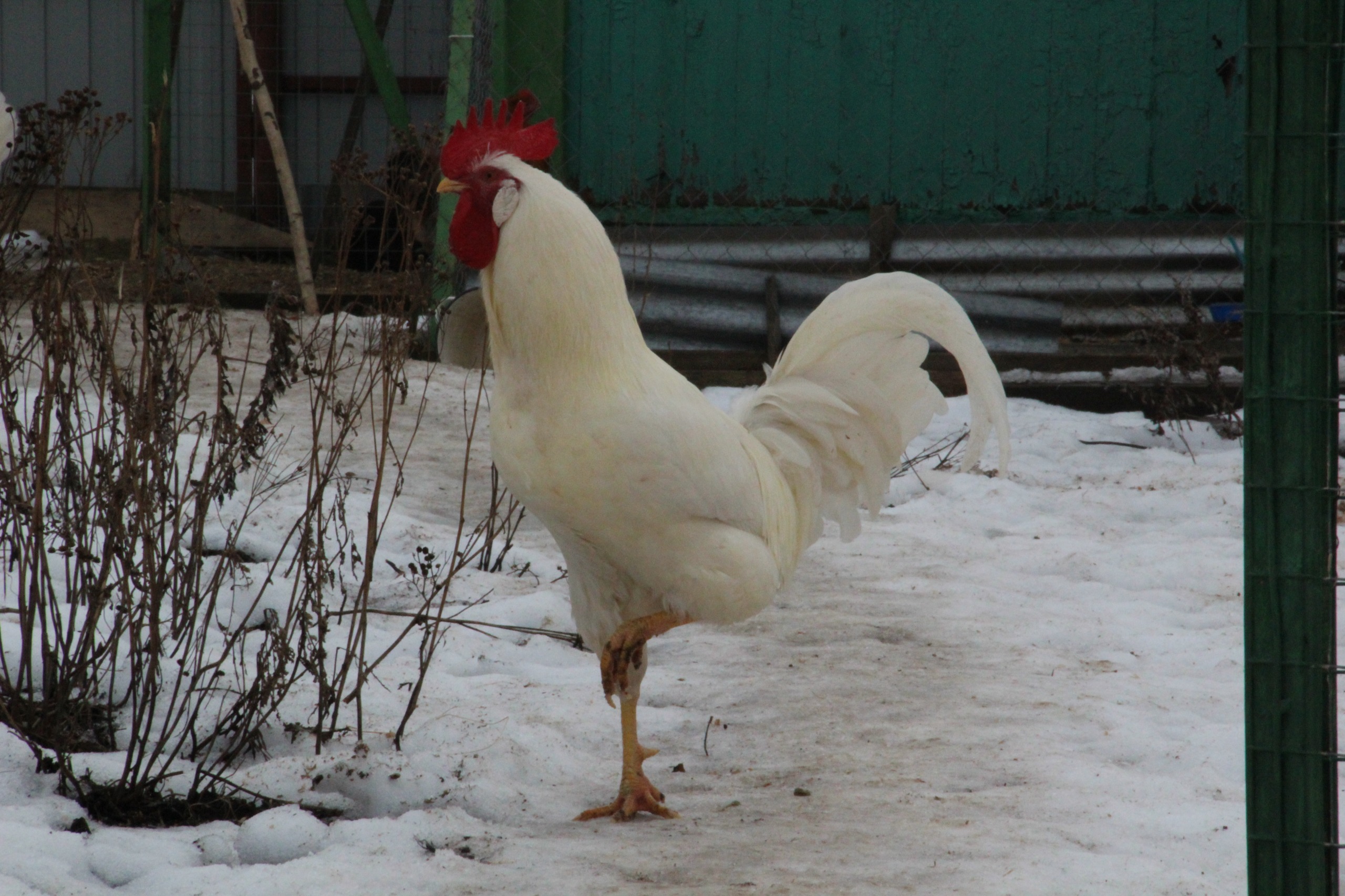 Продам петушка и двух курочек Русской белой породы 2505557
