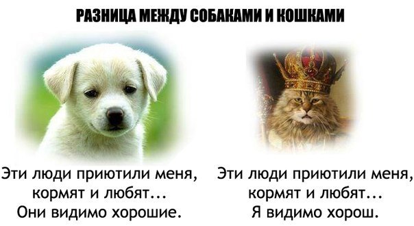 Гнойник на десне: лечение, причины появления гноя в десне Выкройки одежды для собак Интернет-магазин одежды для