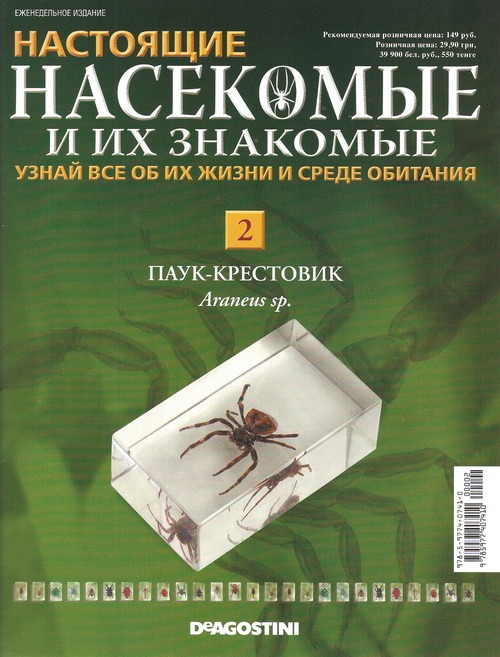 Насекомые №2 - Паук крестовик (Araneus sp.)