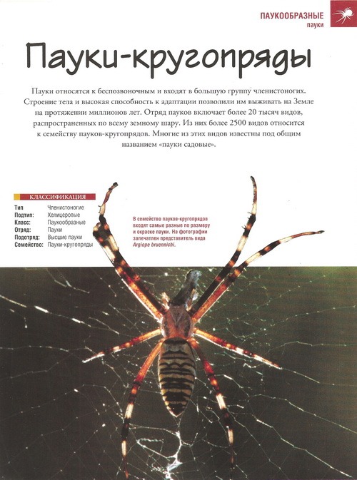 Насекомые №2 - Паук крестовик (Araneus sp.)