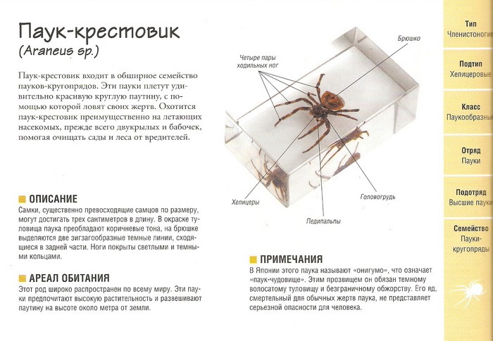 Насекомые №2 - Паук крестовик (Araneus sp.)