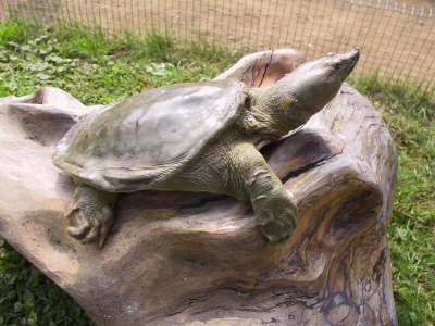 Strela. Банкноты и монеты - путешествие по свету!