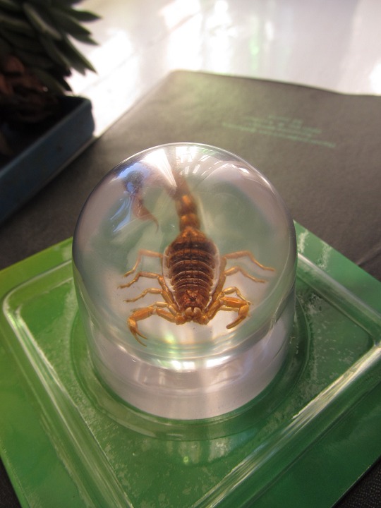 Чудеса Природы №2  - Маньчжурский Скорпион