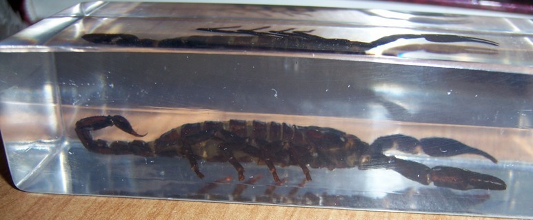 Насекомые №3 - Скорпион гетерометрус (Heterometrus sp.)