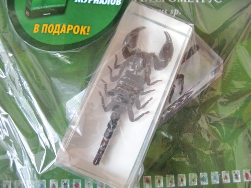 Насекомые №3 - Скорпион гетерометрус (Heterometrus sp.)