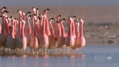 http://4put.ru/pictures/max/842/2586694.gif