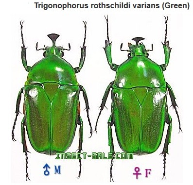 Насекомые №4 - Изумрудный жук (Trigonophorus sp.)