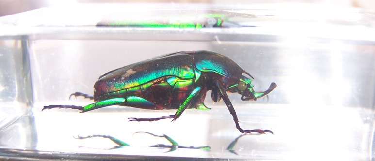 Насекомые №4 - Изумрудный жук (Trigonophorus sp.)