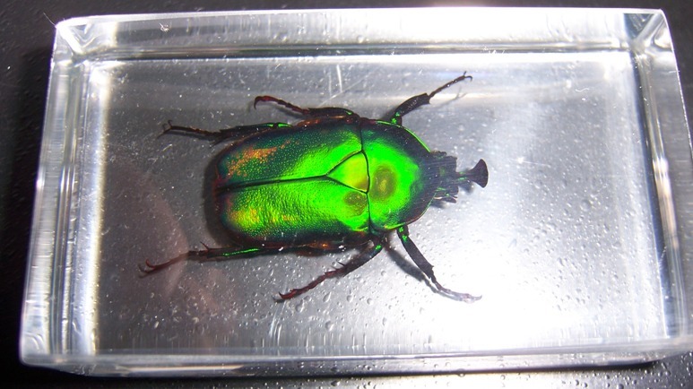 Насекомые №4 - Изумрудный жук (Trigonophorus sp.)