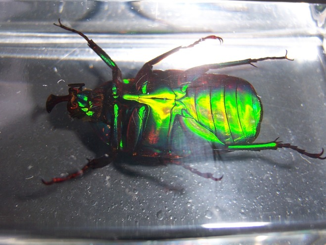 Насекомые №4 - Изумрудный жук (Trigonophorus sp.)
