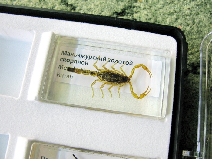 Насекомые и их знакомые 2014 - График Выхода и обсуждение