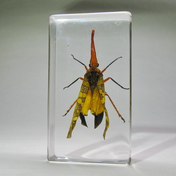 Насекомые №8 - Азиатская цикада (Pyrops cf. candelaria)