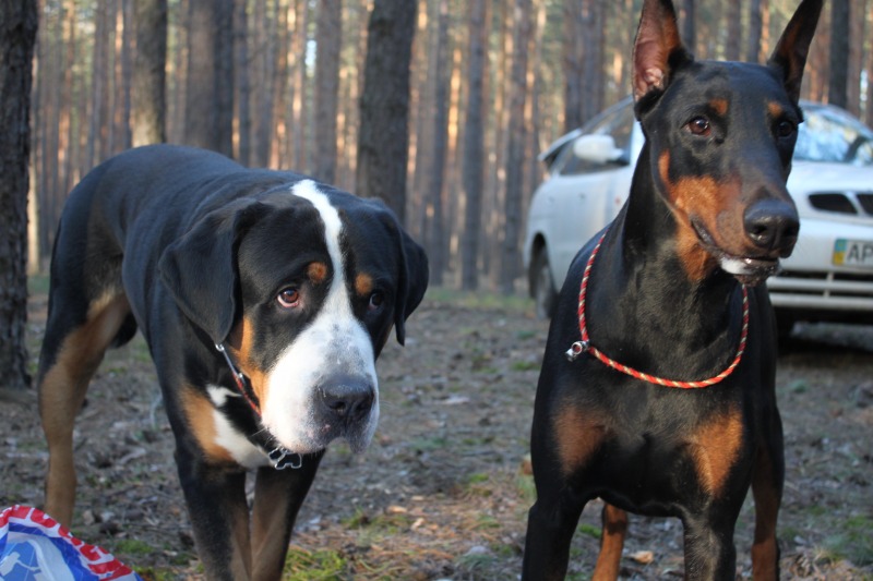 http://4put.ru/pictures/max/875/2688678.jpg