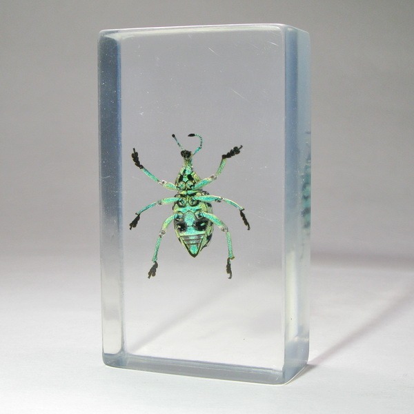 Насекомые №9 - Эуфолюс Великолепный (Eupholus magnificus)