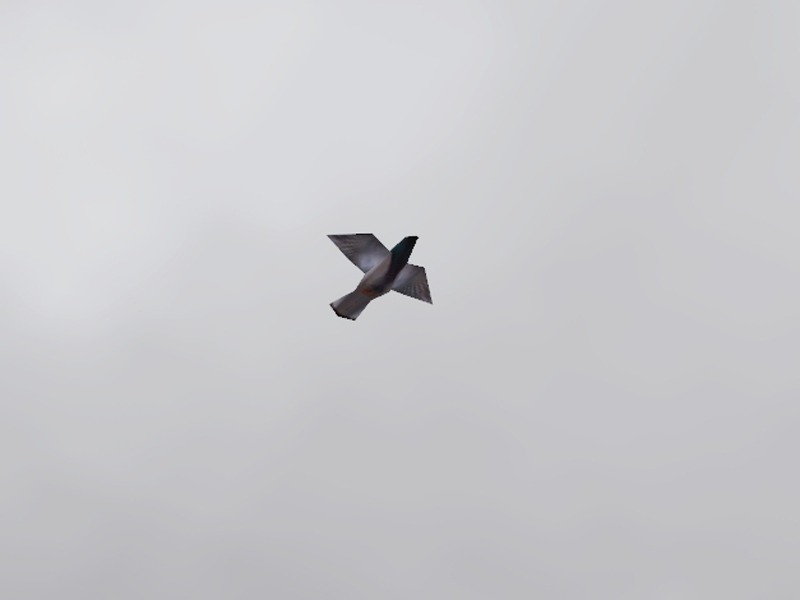 2705375.jpg