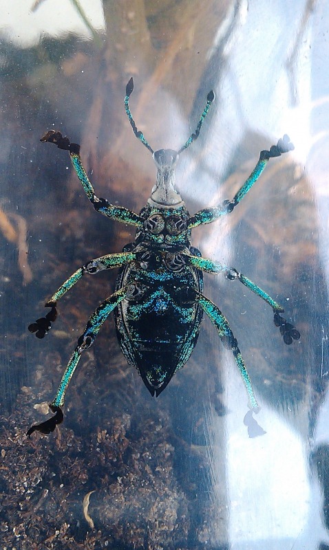 Насекомые №9 - Эуфолюс Великолепный (Eupholus magnificus)