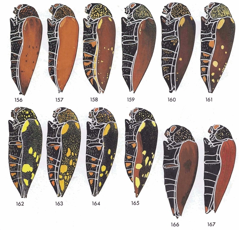 Насекомые №10 - Стерноцера Хильдебрандти (Sternocera hildebrandti)