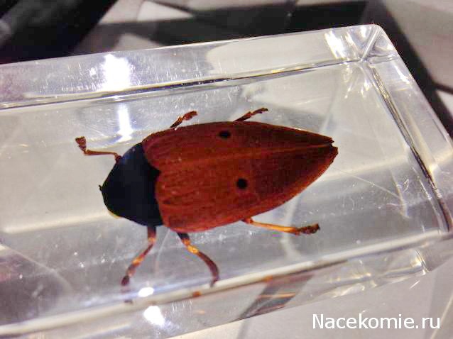 Насекомые №10 - Стерноцера Хильдебрандти (Sternocera hildebrandti)