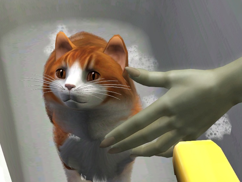 2734403.jpg