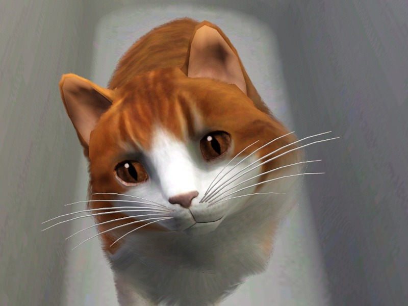 2734406.jpg