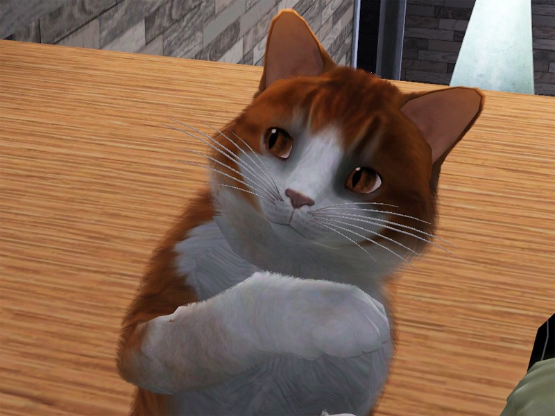 2734431.jpg