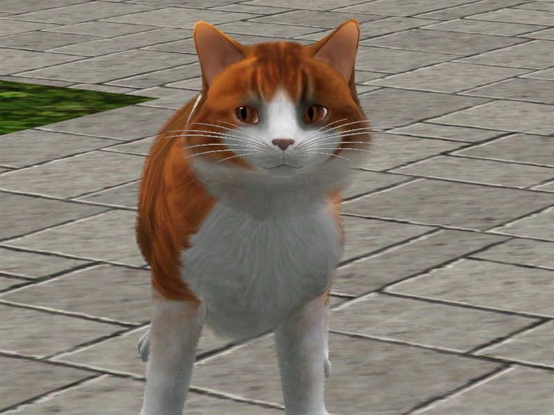 2743015.jpg