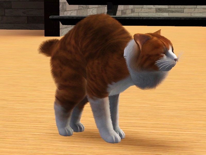 2749737.jpg