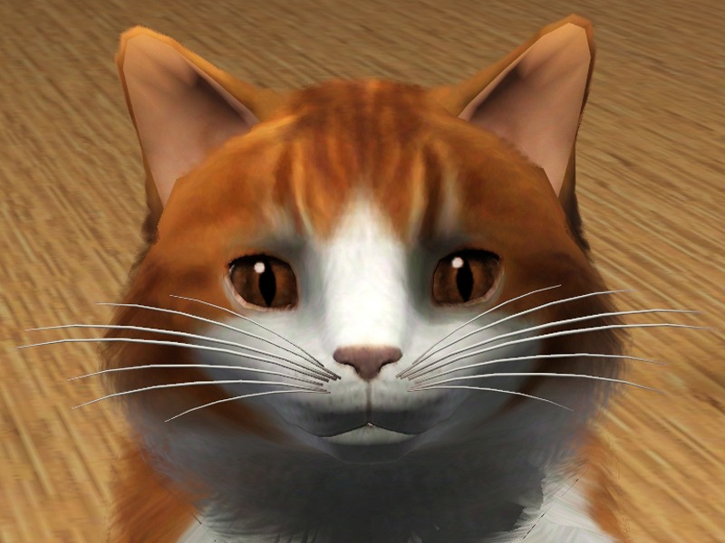 2749738.jpg